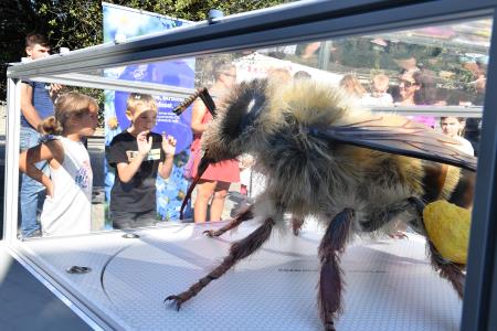 Čebela velikanka A. Ocepek (11)